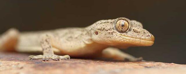 打死了壁虎会不会倒霉(打死壁虎会有祸事吗)