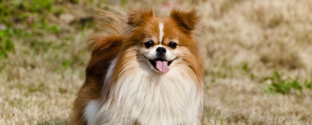 狗四世分别是哪些品种(狗有几种品种分别是什么)