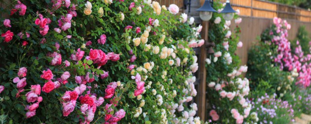 在院子里种月季有什么禁忌(庭院里能种月季吗)