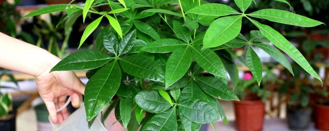 发财树喜欢什么温度(发财树适合在什么温度还是正常)