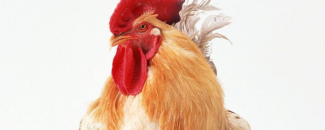 鸡不会飞的原因(为什么鸡不会飞鸟会飞)