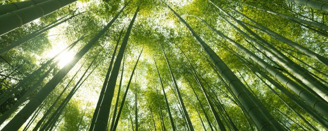 如何防止竹子发霉(竹子防霉处理方法)