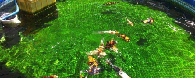 怎样培养绿水(怎么培养绿水)