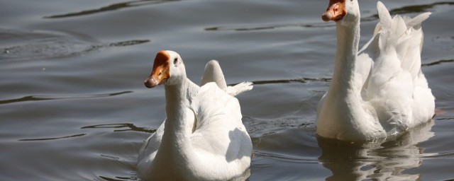 陈皮鹅正宗的做法(陈皮烧鹅的做法)