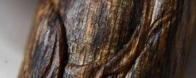 沉香怎么鉴定(沉香鉴定)