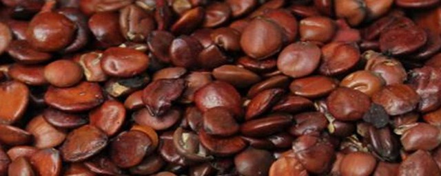 炒枣仁的食用禁忌是什么(中药炒枣仁的功效与作用及禁忌症)