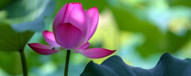 荷月的意思(被称为荷月的是)