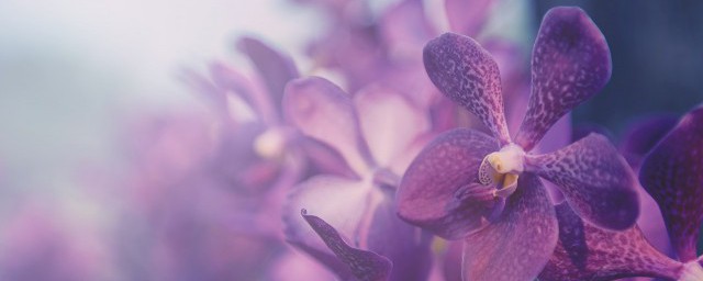 蝴蝶兰开花时间介绍(蝴蝶兰的开花时间是多少)