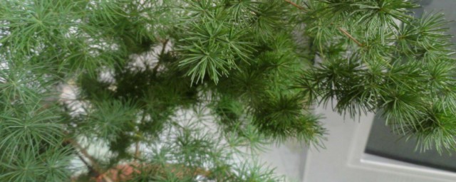 关于蓬莱松风水禁忌(蓬莱松风水禁忌盆景照片)