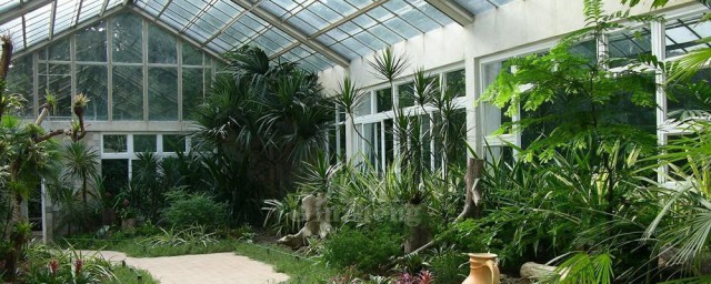 关于凤尾竹风水禁忌(凤尾竹风水禁忌不适合摆放在哪里)