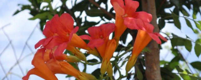 凌霄花风水禁忌(凌霄花风水什么作用)