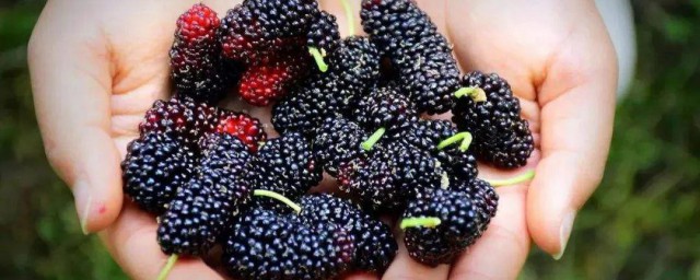 桑葚简单介绍(桑葚 百度百科)