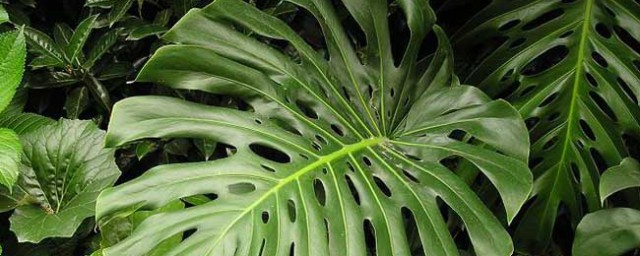 龟背竹禁忌摆放位置(龟背竹禁忌摆放位置 办公室?)