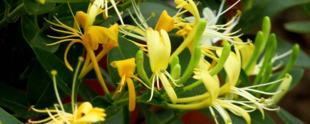 晒金银花要注意什么(金银花晒成什么样才好)