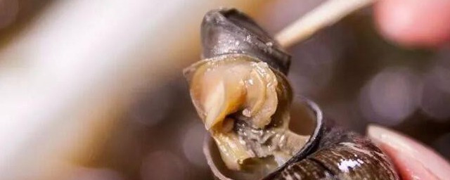 田螺吃什么部位(田螺吃哪些部位)