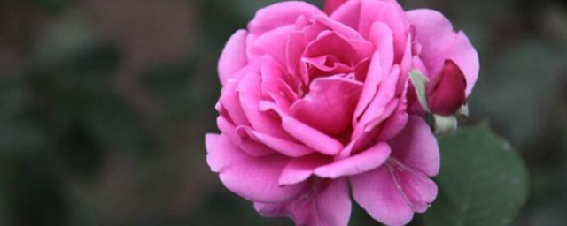 养鱼水可以浇什么植物(养鱼水能浇各种花吗)