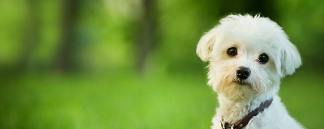 养狗颜色有什么禁忌(狗忌讳什么颜色)