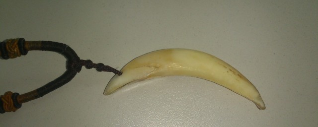 戴狗牙有哪些禁忌(带狗牙齿的禁忌)