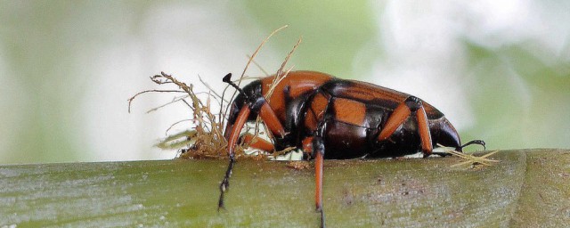 竹象虫的禁忌人群以及功效(竹象虫的营养价值及功效)