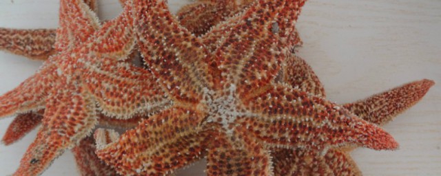 吃海星的禁忌介绍(可以吃海星吗)