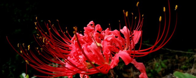 关于曼珠沙华的歌词介绍(曼珠沙华这首歌表达了什么)