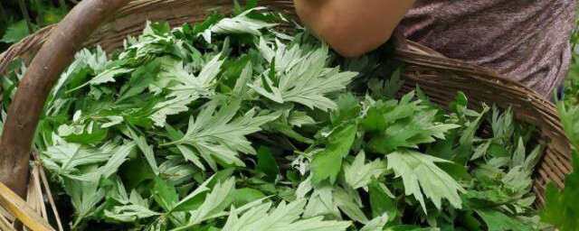 艾草泡脚可不可以天天泡(泡脚能天天泡吗)