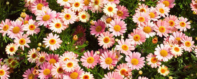 玛格丽特花期是什么时候(玛格丽特花几月开花)