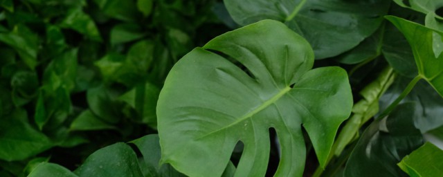 龟背竹的养殖方法和注意事项介绍(乌龟背竹的养殖方法和注意事项)