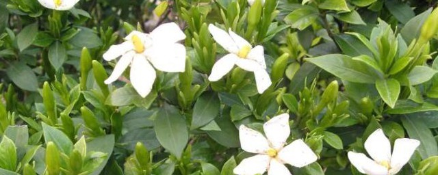 栀子花的风水作用禁忌是什么(栀子花的风水作用禁忌红色栀子花哪儿有)