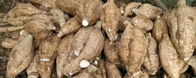 葛根晒干不变黑的办法(葛根能晒干吗)