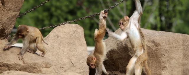 西安秦岭野生动物园介绍(西安市秦岭野生动物园旅游攻略)