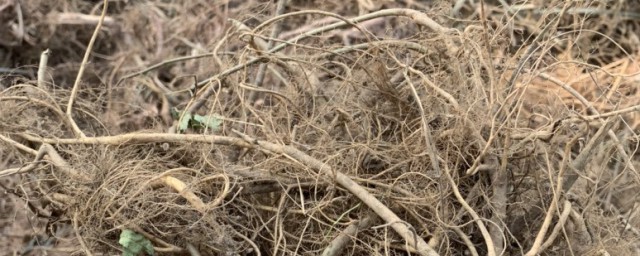 牛奶树根的禁忌(牛奶树根不能跟什么一起吃)