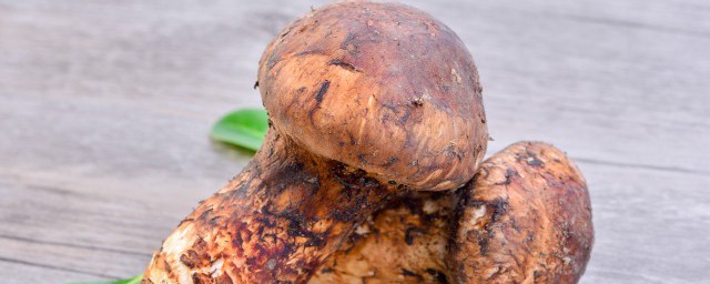 怎样挑选松茸(怎么挑选松茸)