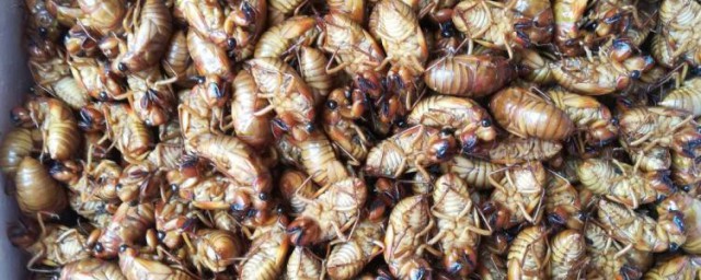 怎样保存金蝉(怎么保存金蝉)