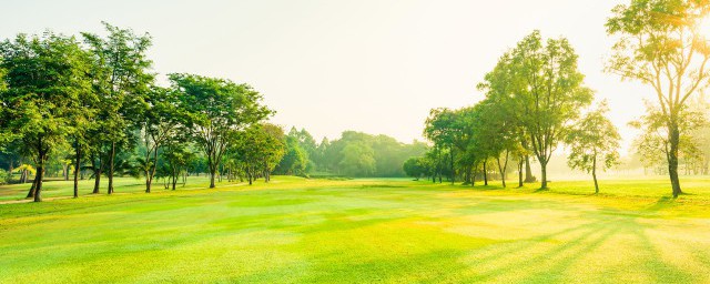 好像田里长了草应该是哪个字(田里有草这个字是什么)