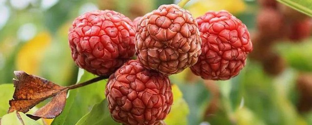 关于柘果的禁忌人群介绍(柘果好吃吗)