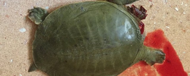 不适宜吃甲鱼人群有哪些(什么人群适合吃甲鱼)