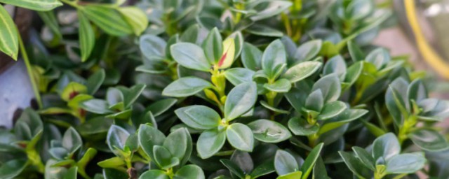 金鱼吊兰怎么养(金鱼吊兰怎么养殖方法)