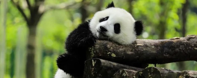 小熊猫是不是浣熊(小熊猫是不是小浣熊)