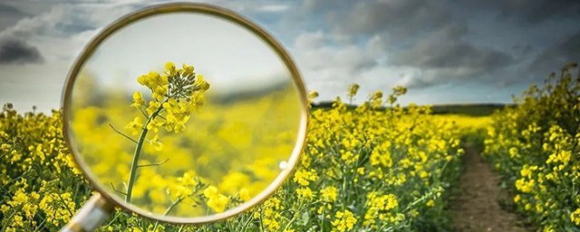 放大镜的作用简单介绍(放大镜相关知识)