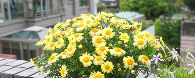 玛格丽特花最多成活时间(玛格丽特多久开花)