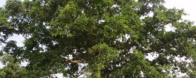 榕树的风水禁忌有哪些(榕树风水好不好)