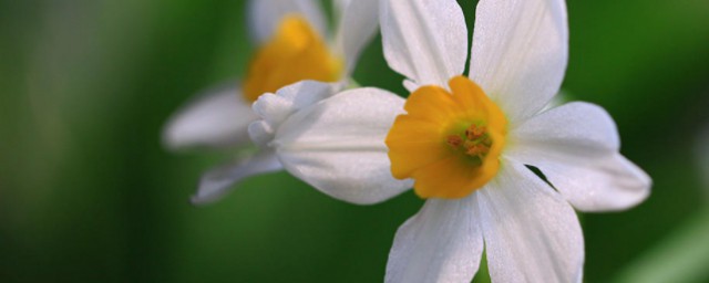 满屋花香唯美句子(描写满屋花香的诗词)
