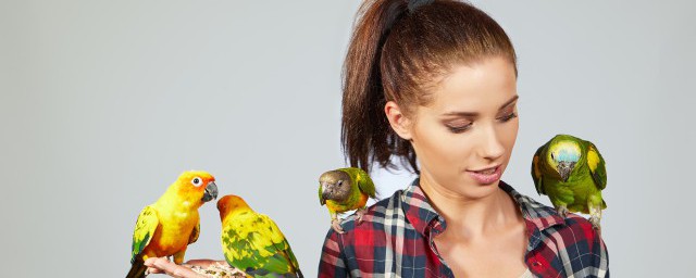 绣眼鸟应该注意什么(绣眼鸟的讲究)