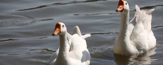 鹅肉有哪些饮食禁忌(鹅肉忌什么食物)