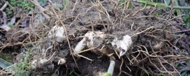 九制黄精功效与作用禁忌(九制黄精怎么食用最好)