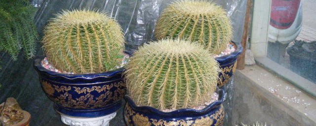 金虎仙人球有什么风水禁忌吗(金虎仙人球放在哪里好)