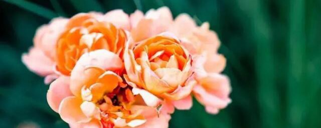 关于早安祝福语最温馨的话懂得感恩(早安温馨祝福语简短一句话)