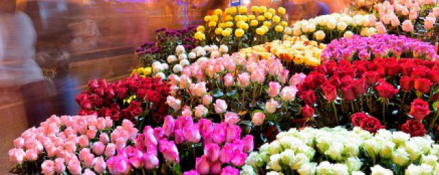 客厅放什么花适合(客厅一般放什么花合适)