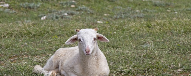 羊三宝是指的什么部位(羊三宝都是啥)